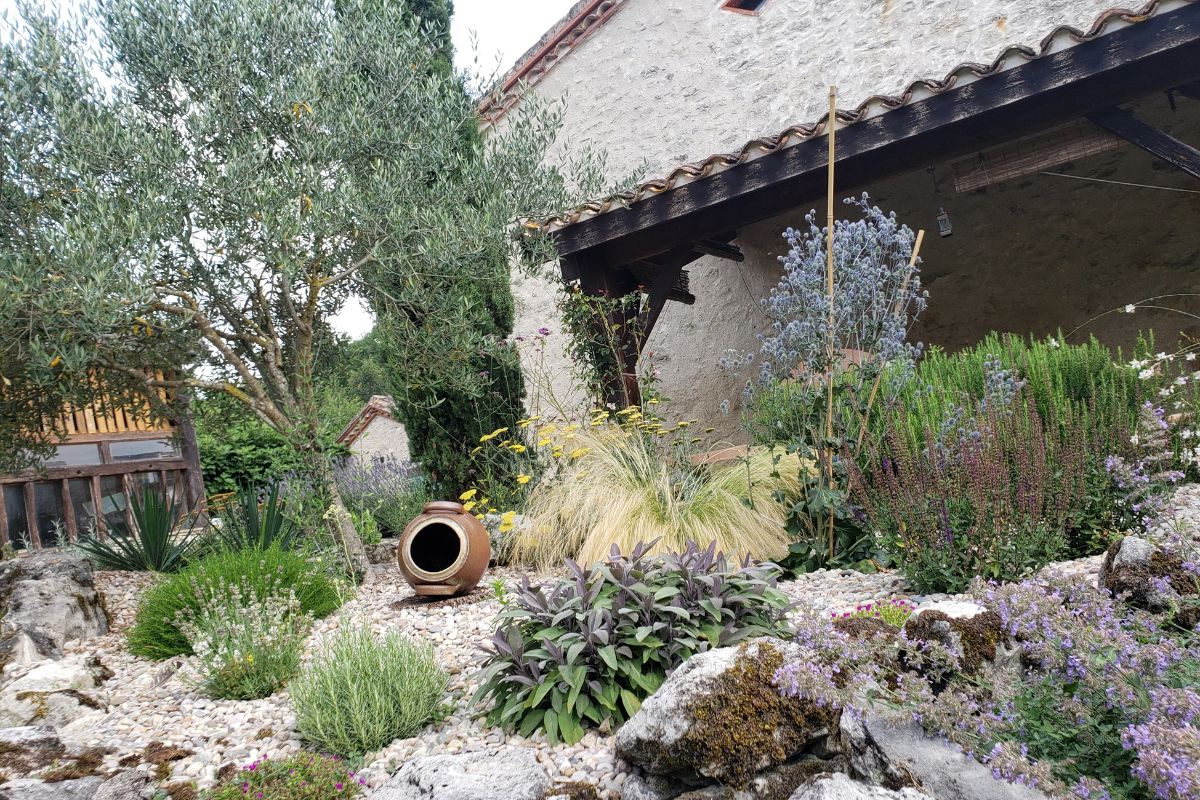 BSA Olive tree