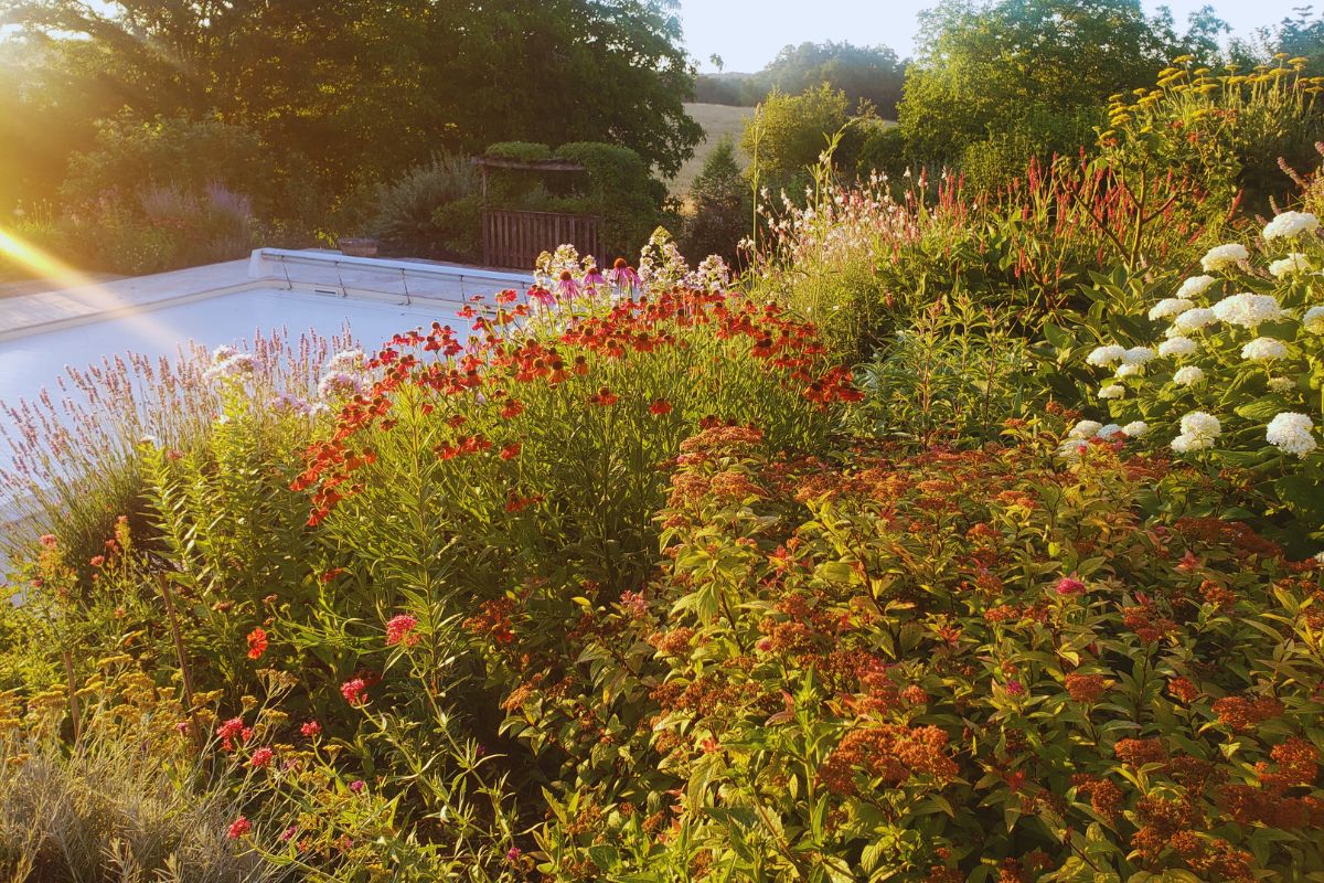 DE Helenium