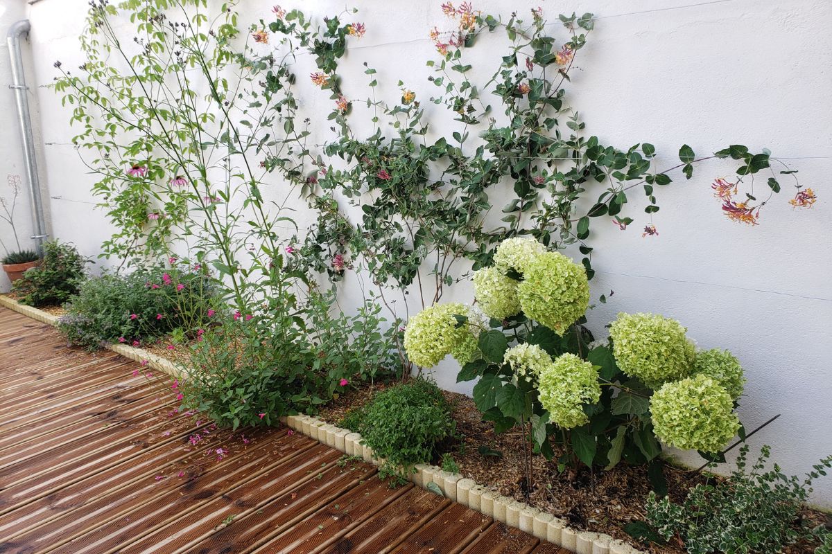 Fanny Hortensia