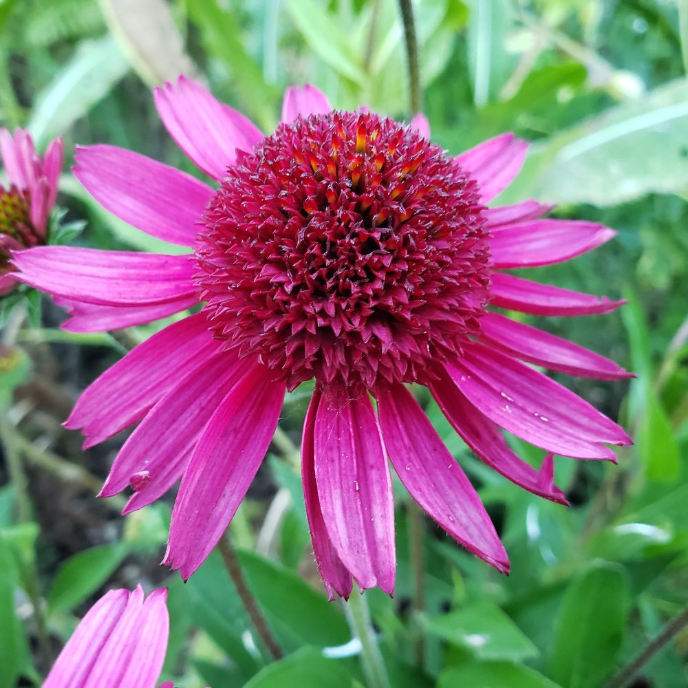 Hot pink Echinacea