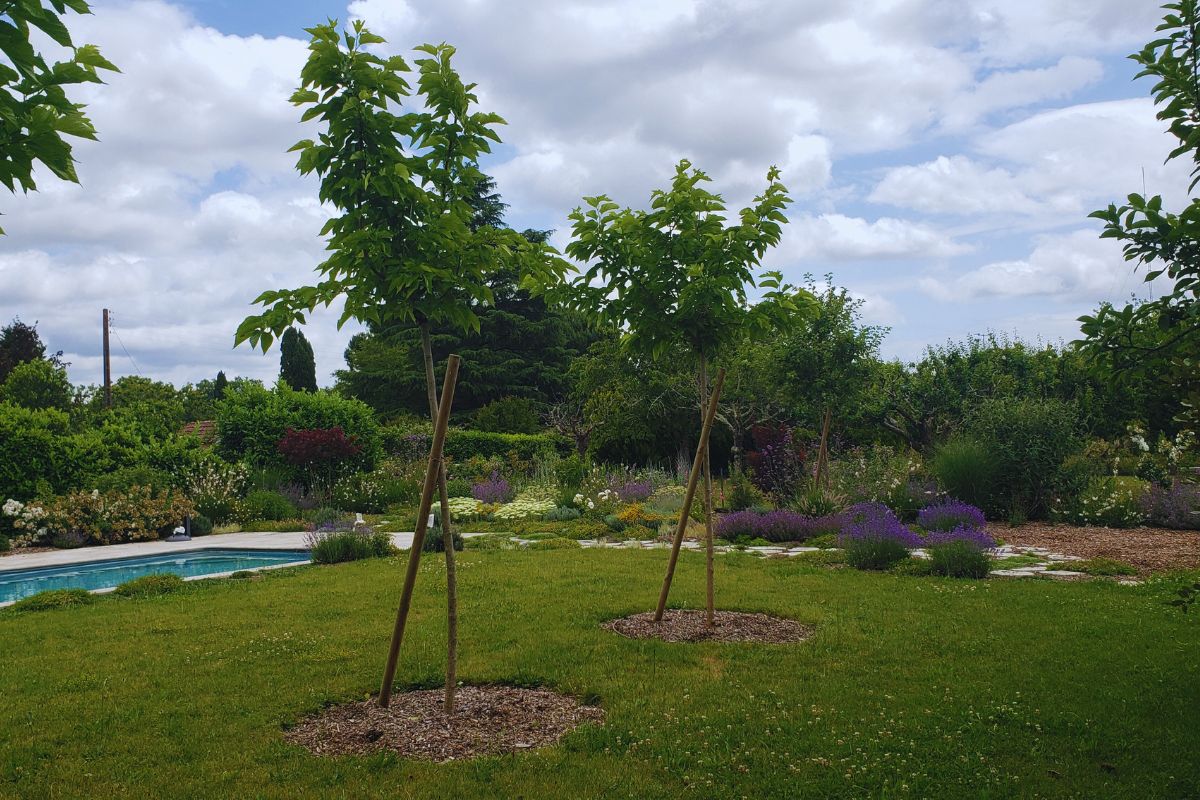 SE 3 morus tree