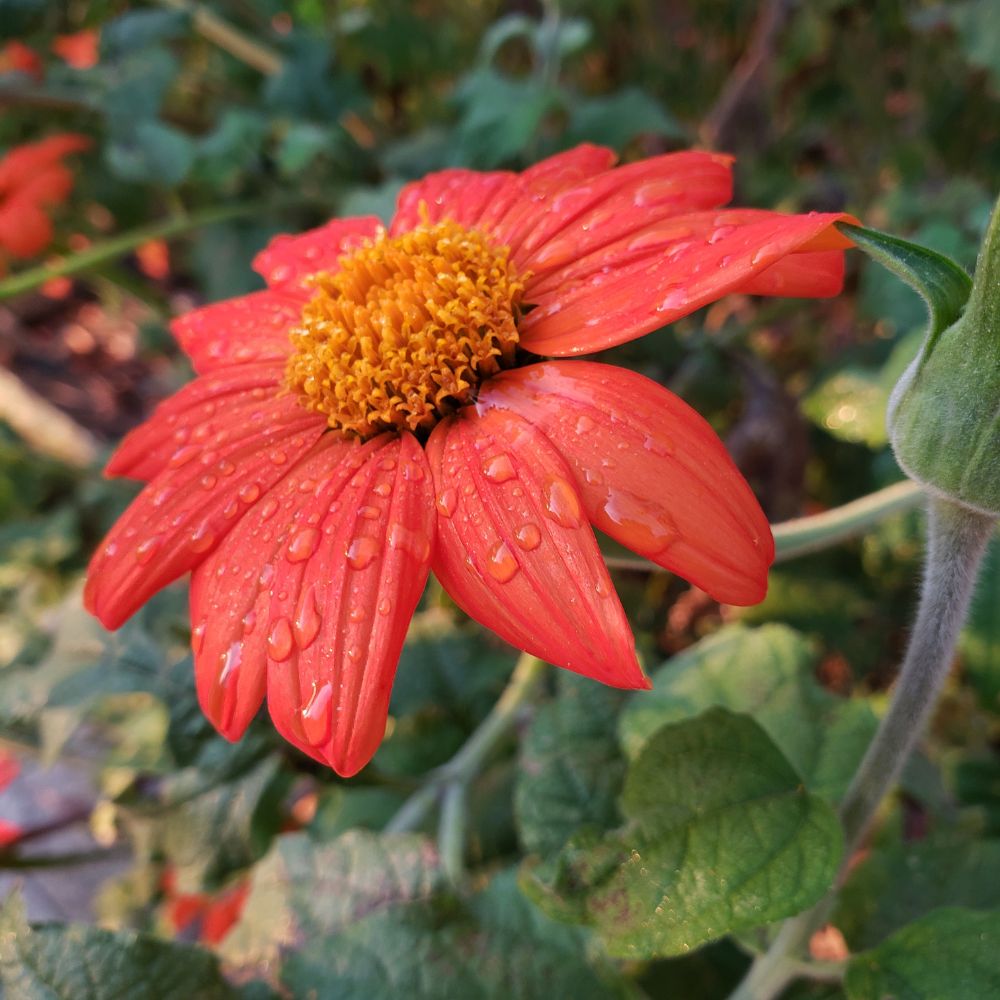 Tithonia