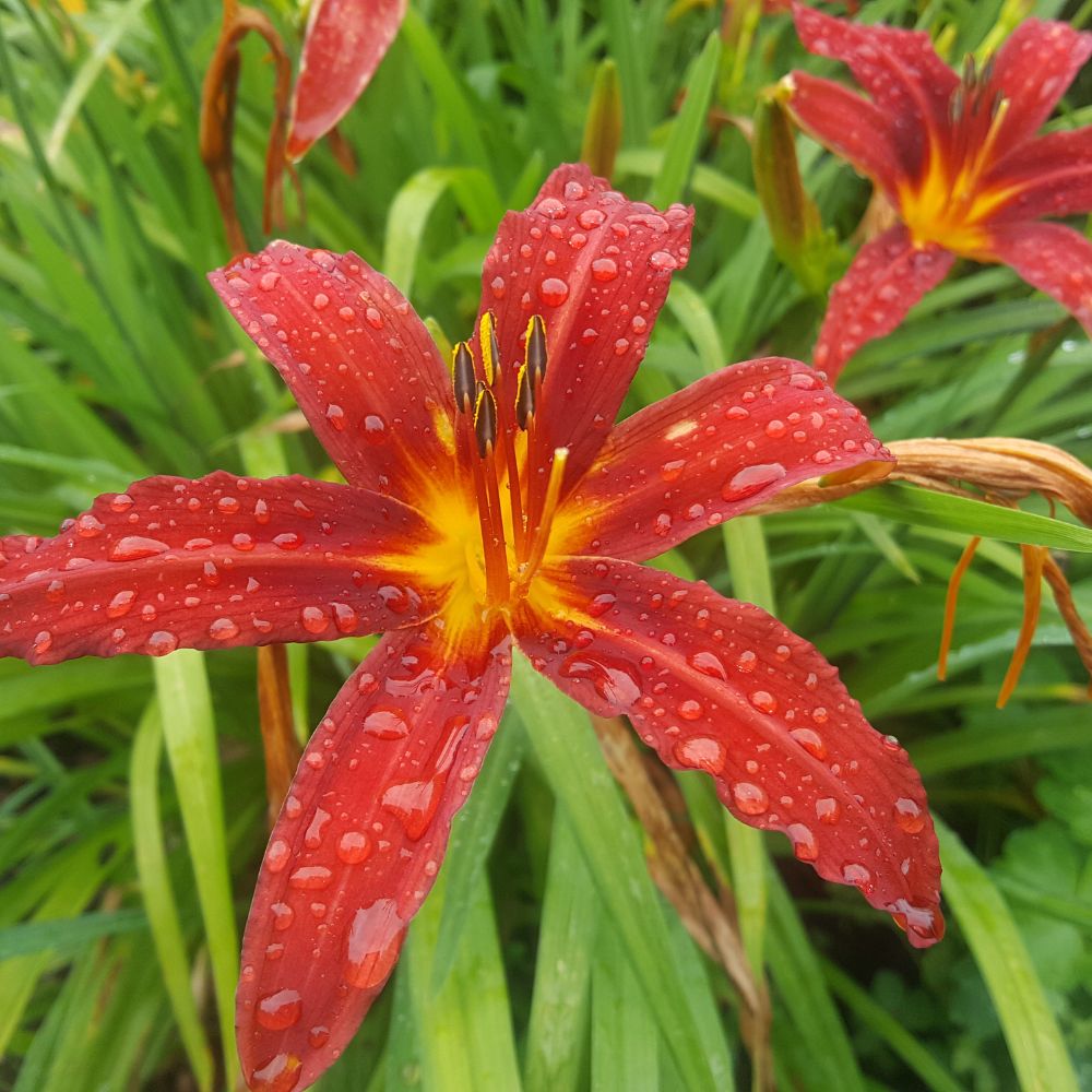 day lilly