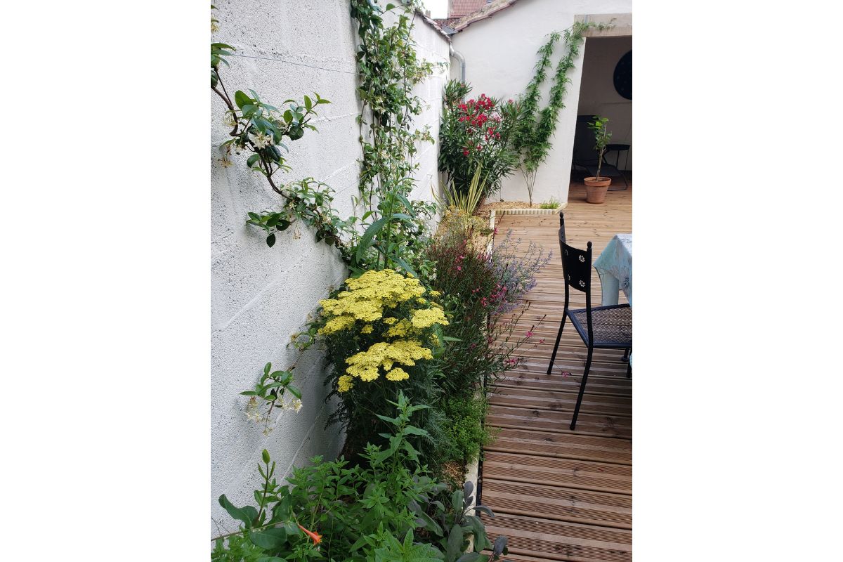 fanny achillea jaune