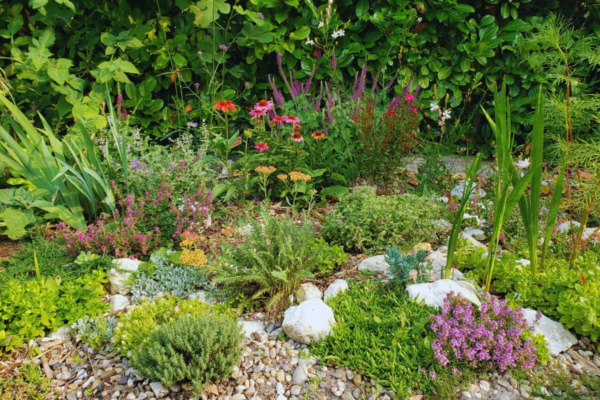 my little rockery